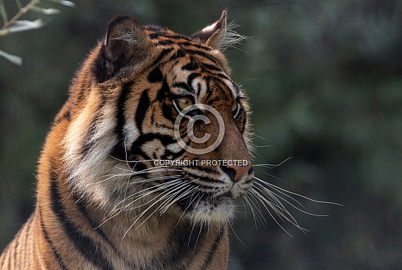 Sumatran Tiger Side Profile Close Up