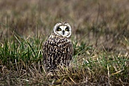Short Eared Owl--SEO Swivel Head