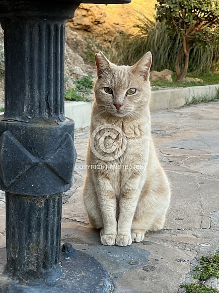 Ginger Cat