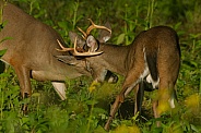 White tail deer