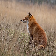 Red fox