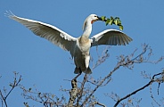 The Eurasian spoonbill