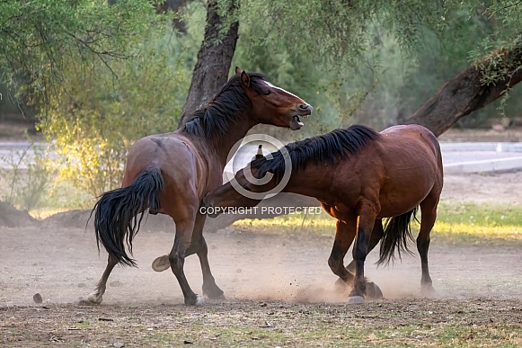 Wild hoses playing in the dirt