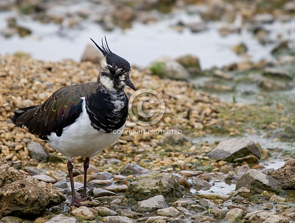 Lapwing