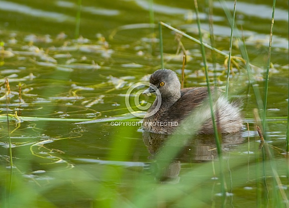 Least Grebe