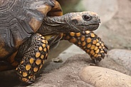 Yellow-footed tortoise (Chelonoidis denticulata)