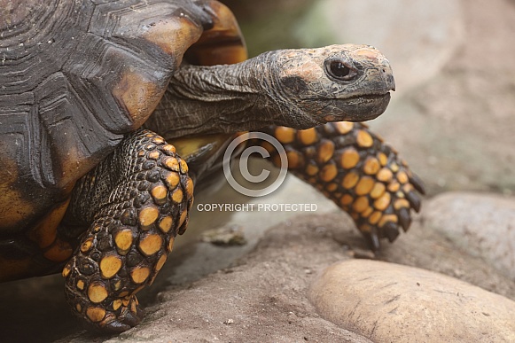 Yellow-footed tortoise (Chelonoidis denticulata)