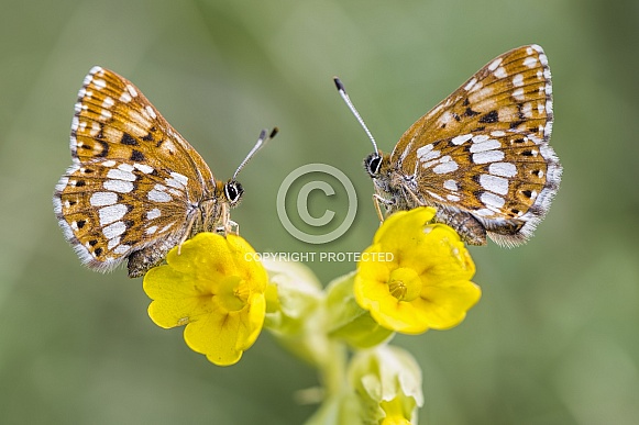 Duke Of Burgundy