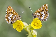 Duke Of Burgundy