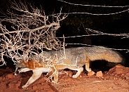 Grey fox Urocyon cinereoargenteus