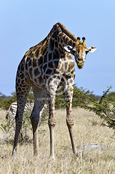 Giraffe - Savuti region of Botswana Giraffe - Savuti region of Botswana