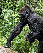 Western Lowland Gorilla