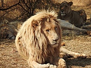 Male White Lion
