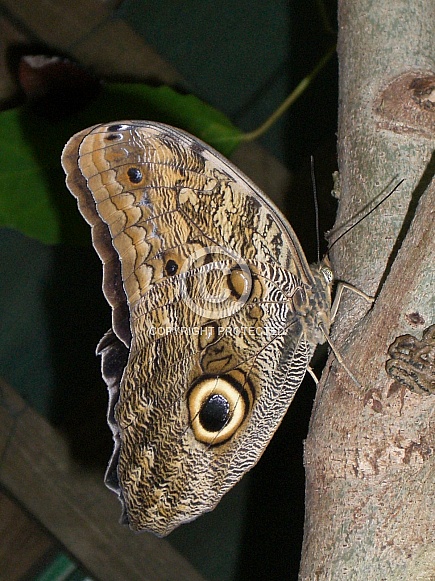 Owl Butterfly Owl Butterfly