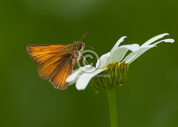 European Skipper