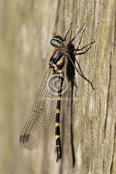 Common Shutwing Dragonfly