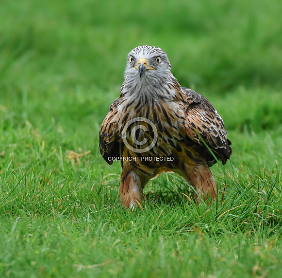 Red Kite