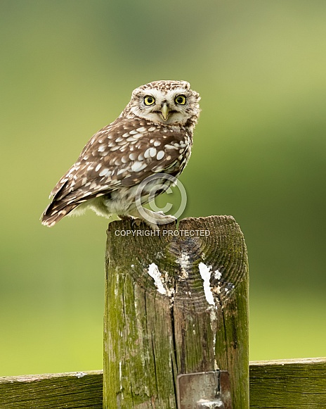 Little Owl Perched