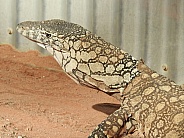 Perentie