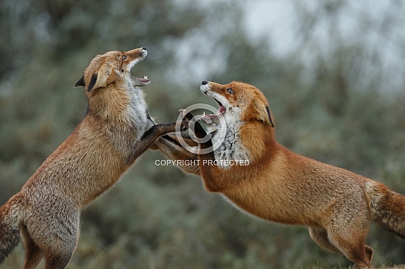 Red fox in Nature Red fox in Nature