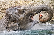 Elephant in water eating apple