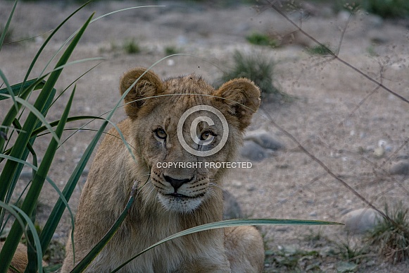 Lion cub