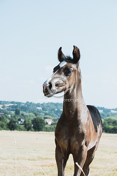Warmblood Foal