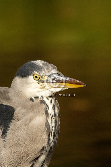 Grey heron Grey heron