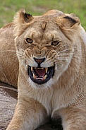 African lioness