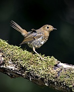 European Robin, Juvenile
