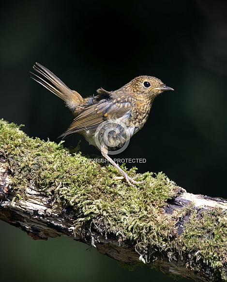 European Robin, Juvenile