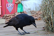 Common Crow