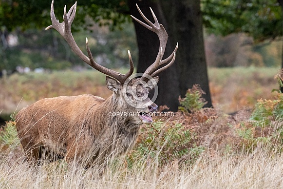 Red deer