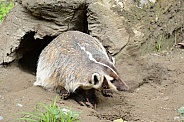 North American Badger
