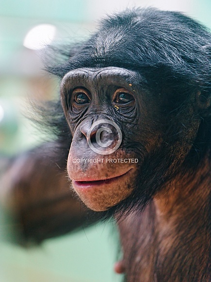 Young Bonobo Young Bonobo