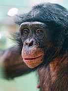 Young Bonobo