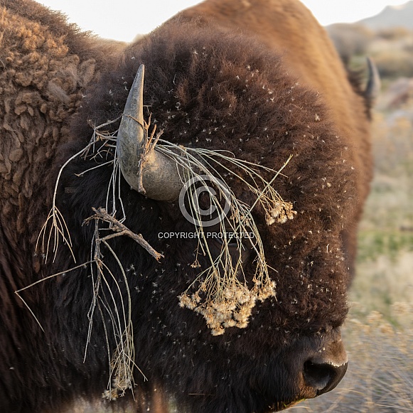American Bison, Bison bison