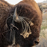 American Bison, Bison bison