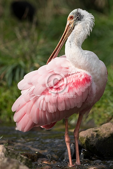 Roseate Spoonbill In Water Roseate Spoonbill In Water