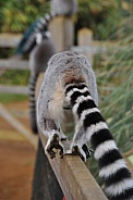 Ring-tailed lemur (Lemur catta)