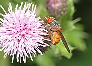 Grey backed Snout