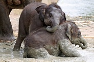 Young Asian elephants (Elephas maximus)