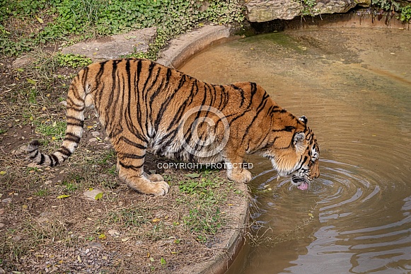 Siberian tiger drinking