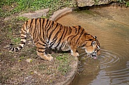 Siberian tiger drinking