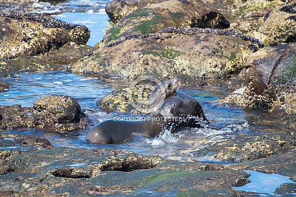 California Sea Lions California Sea Lions
