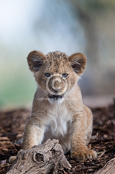Lion cub