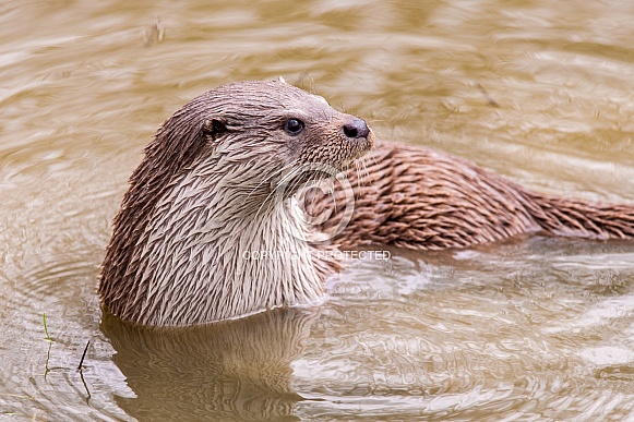 River Otter