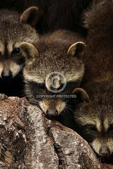 Baby Raccoons