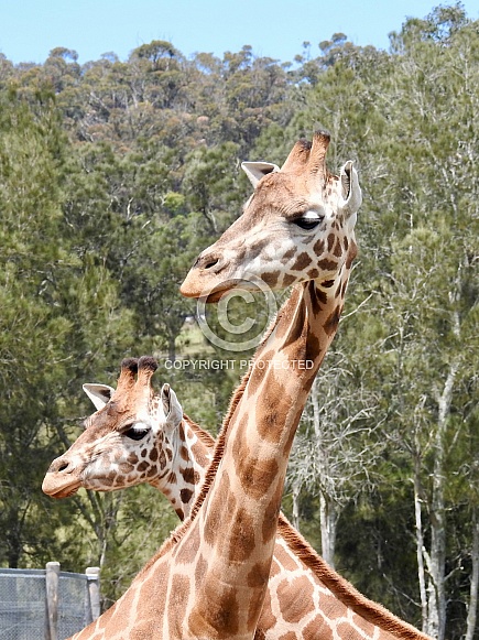Giraffes