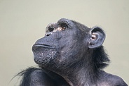 Chimpanzee portrait (Pan troglodytes)